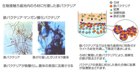 鉄バクテリアを用いたヒ素処理に関する処理原理