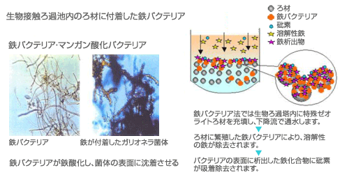 鉄バクテリアを用いたヒ素処理